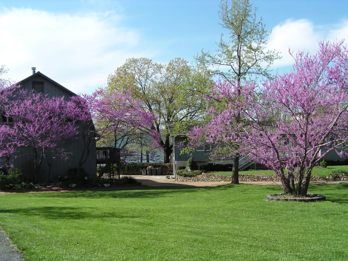 A wide shot of vibrant pink flowering trees and a manicured lawn outside the property, with the building structure visible. The scene feels welcoming and alive with color, suggesting possibilities for outdoor gatherings, nature walks, and sunset views.